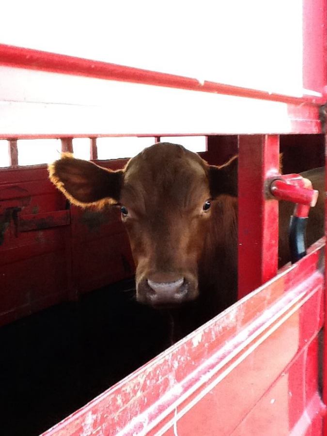 Growing Up on an Organic Farm