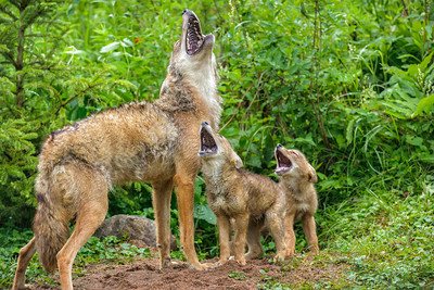 Coyotes and Their Howling Success 