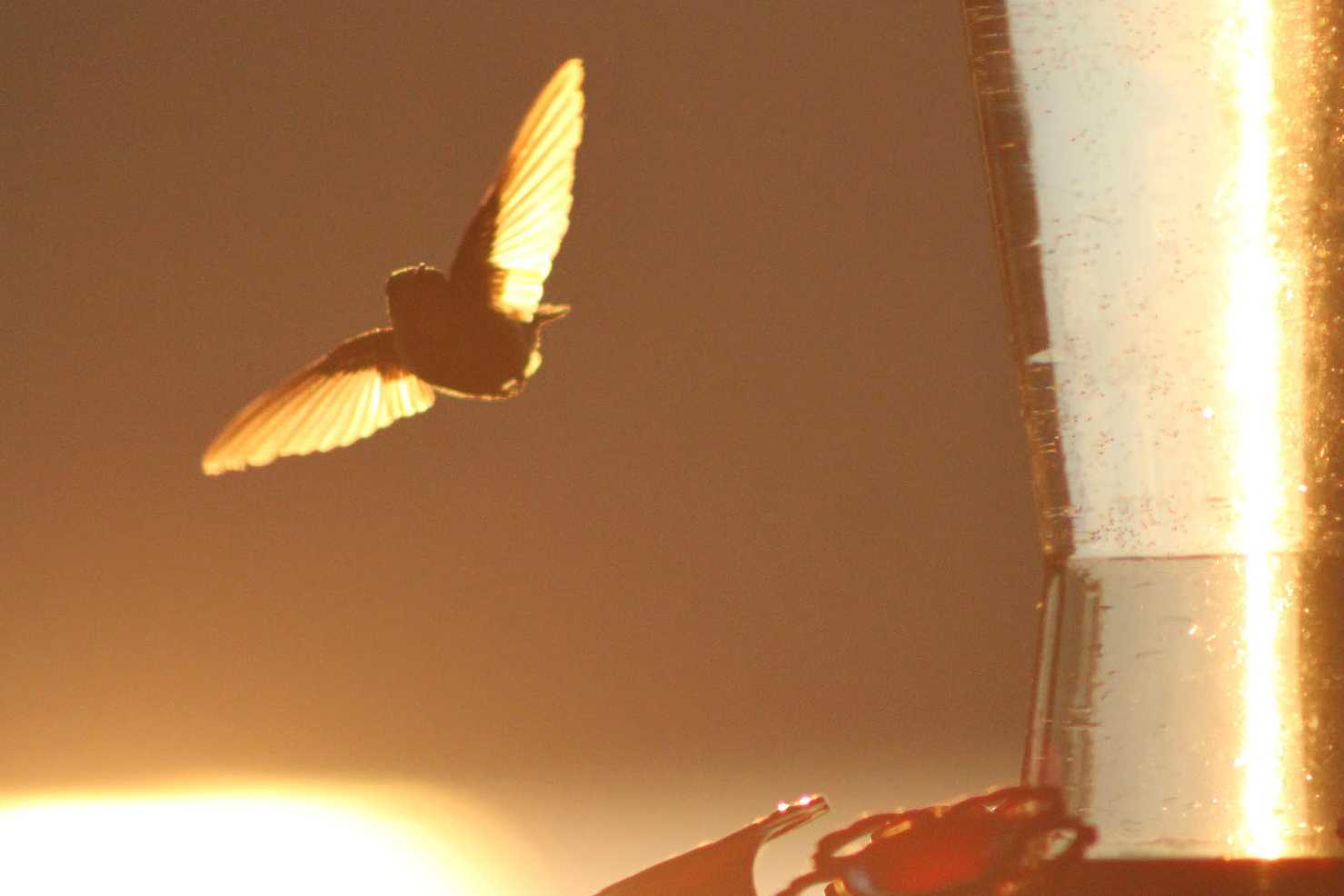 Hummingbird at Sunset Taken at sunset during July 15 on Crescent Lake in Maine.  I had to wait for 3 hours for a good shot like this.  To capture the wings of the hummingbird, I  set the shutter speed to 8000 on my  Canon 7D.