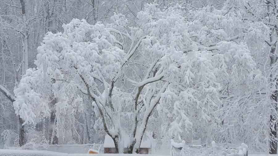 Mya took this photograph of the Chinese Maple tree in her backyard after a snowstorm. She used a smartphone.