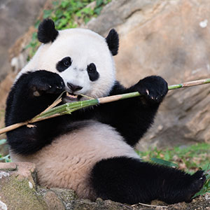 Bao Bao Smithsonian National Zoo