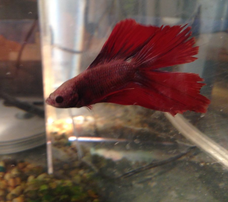 Are Beta Fish Always Aggressive?