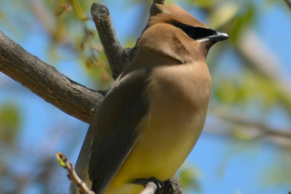 Cedar Waxwing