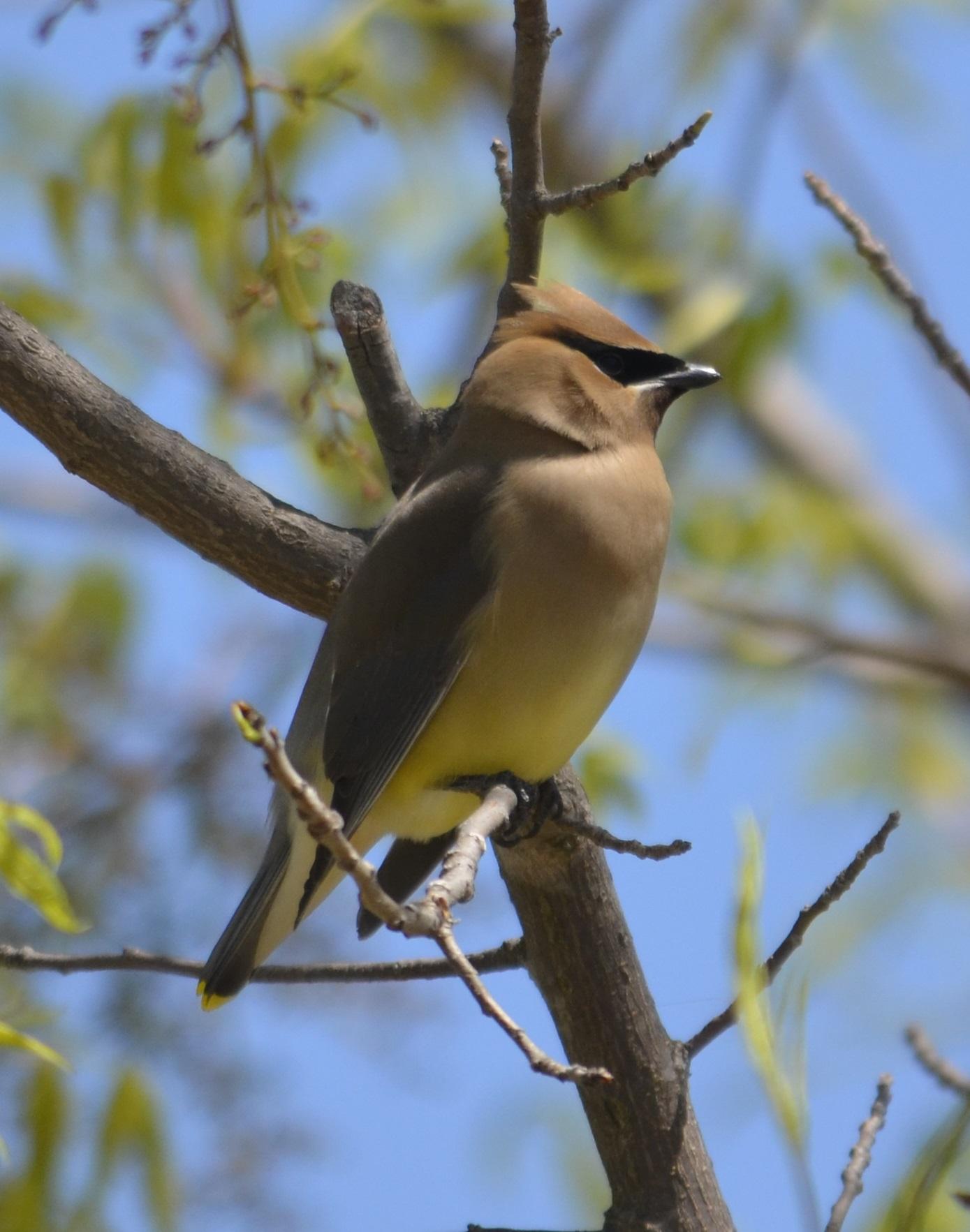 Cole took this picture of a Cedar Waxwing in his yard in Texas. He used a Nikon D5 100 with 55-300mm zoom lens.