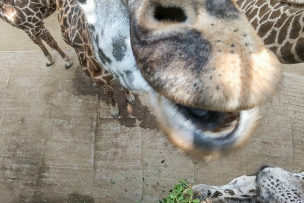 Zoo Selfies