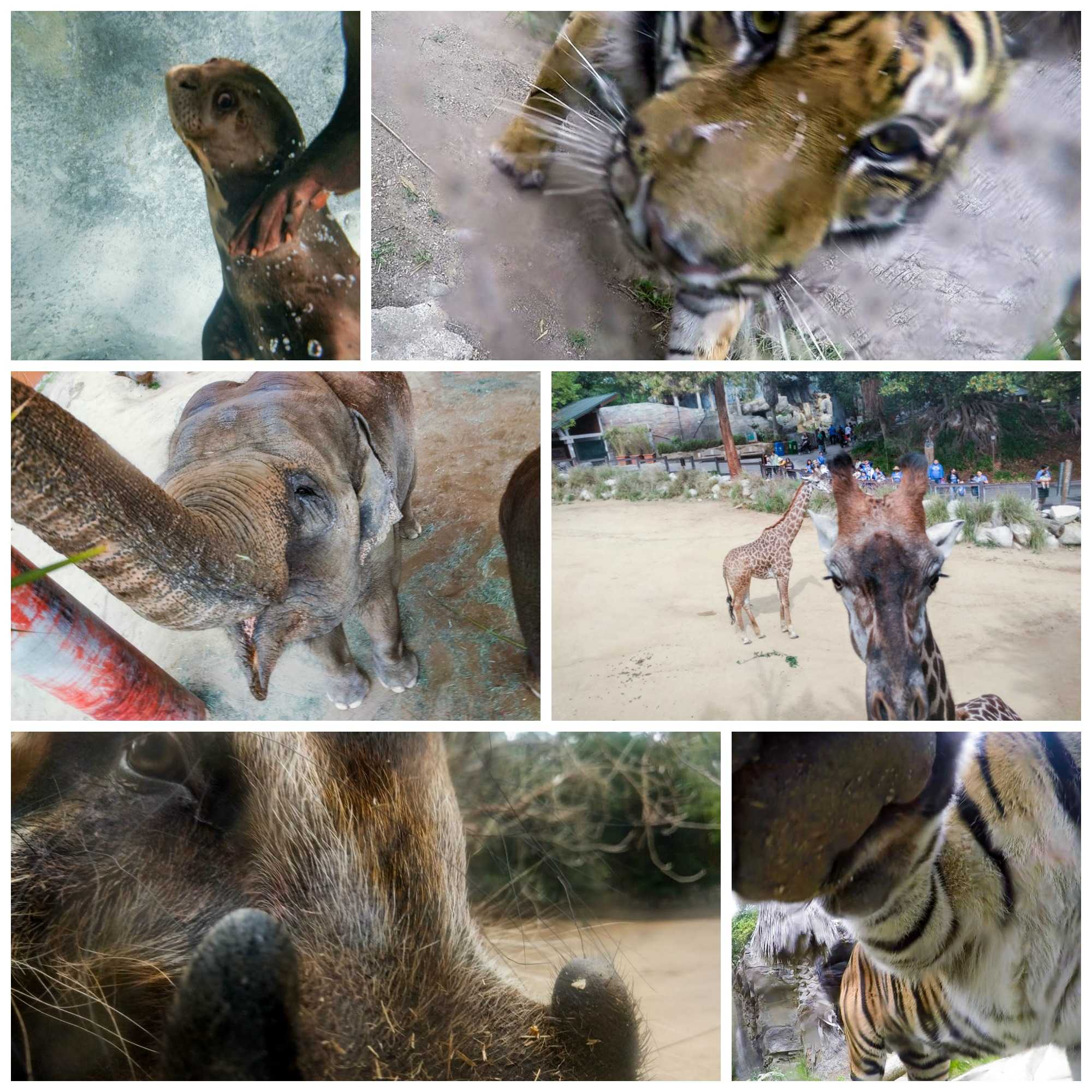 zoo selfie collage