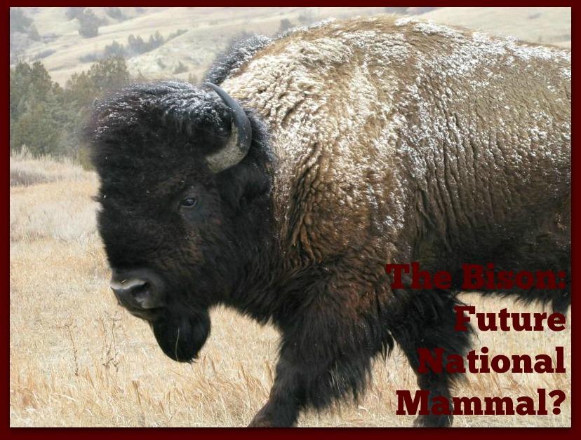 The Bison:  Future National Mammal?