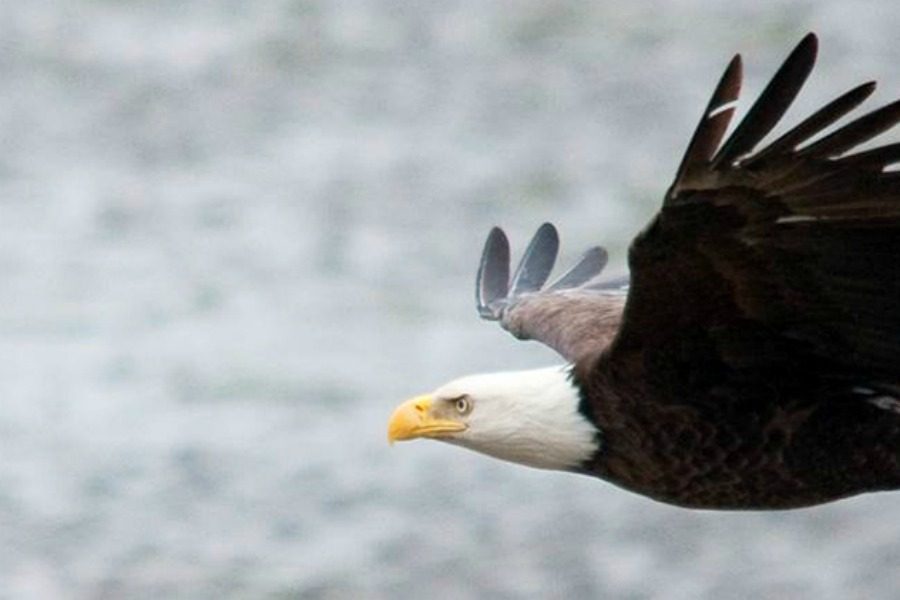 Amor Terrae: Bald Eagles