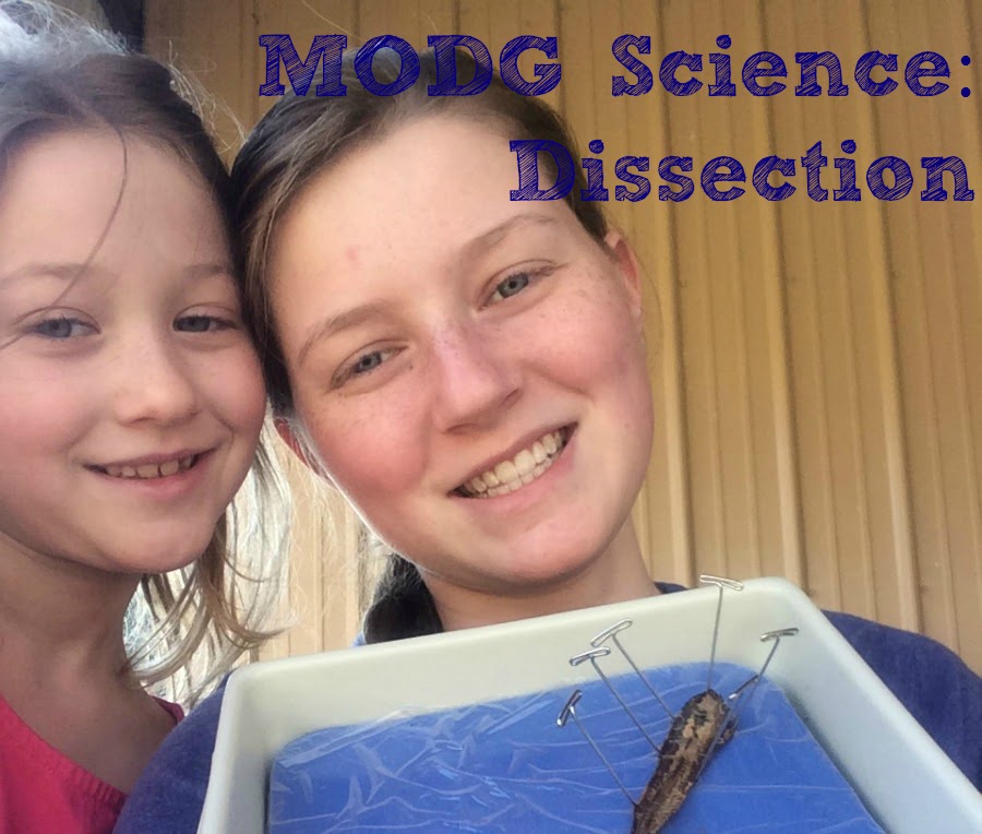 MODG Science:  Dissection