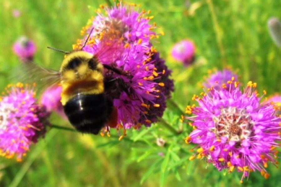 Bunch of Bombus?