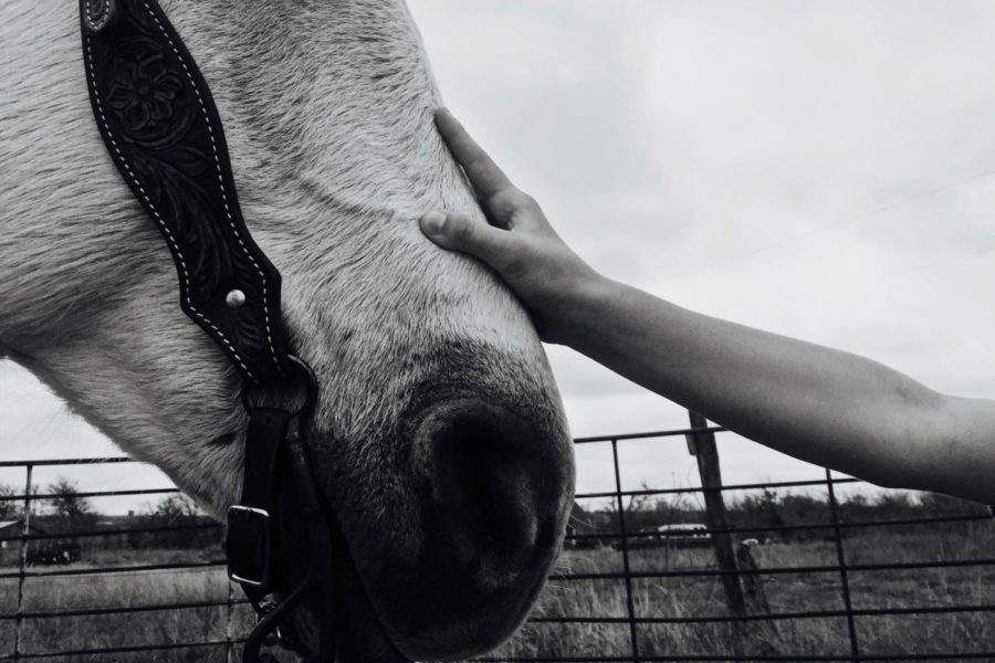 Therapeutic Horsemanship