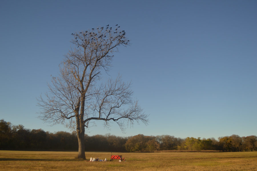 Picnic under a lone tree in the Lone Star state.