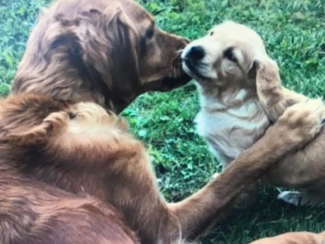 Golden Retriever mom gives her new puppy a kiss.