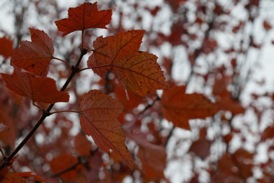 Fall leaves.