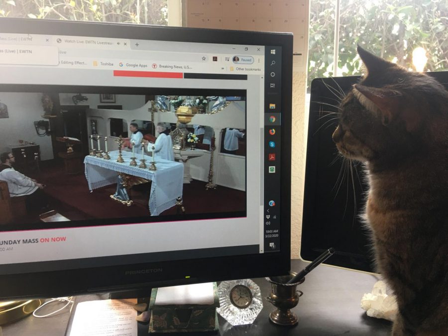A new viewer for EWTN! Our cat is seeing Mass for the first time.