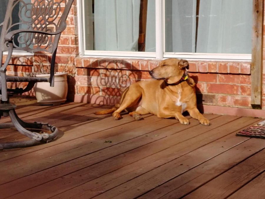 Dans dog Betsy enjoying some morning sun.