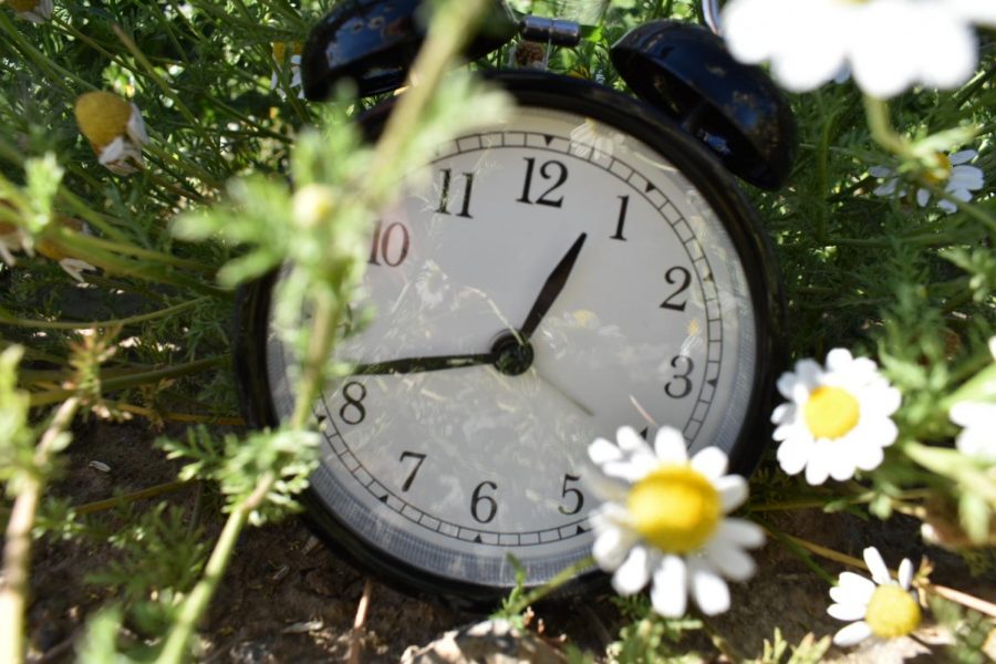 This is my backyard.  Does the clock  remind you of Alice in Wonderland?