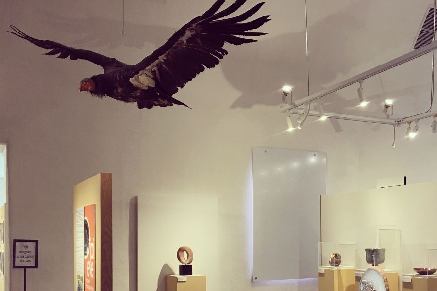 The California condor exhibit at the Ojai Valley Museum. The California condor is a highly endangered species. 