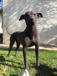 The Xoloitzquintle (cholo-SQUEEN-kleh) is a unique hairless dog from Mexico. It is one of the most ancient dog breeds in the Americas; it has been around since the time of the Aztecs. The Xoloitzquintle was revered by the Aztecs, as it was believed that it was a guide to the Underworld. This pooch's name is Xolo.