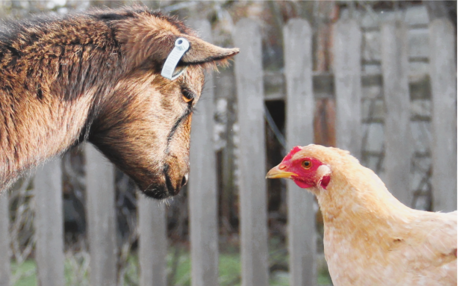 A Day in the Life of a Pygmy Goat