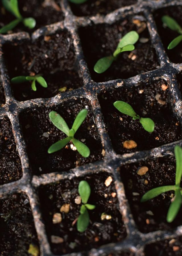 https://pickupimage.com/free-photos/Young-seedling-over-boxes-with-other-sprouts/2332821 // dedicated to Public Domain