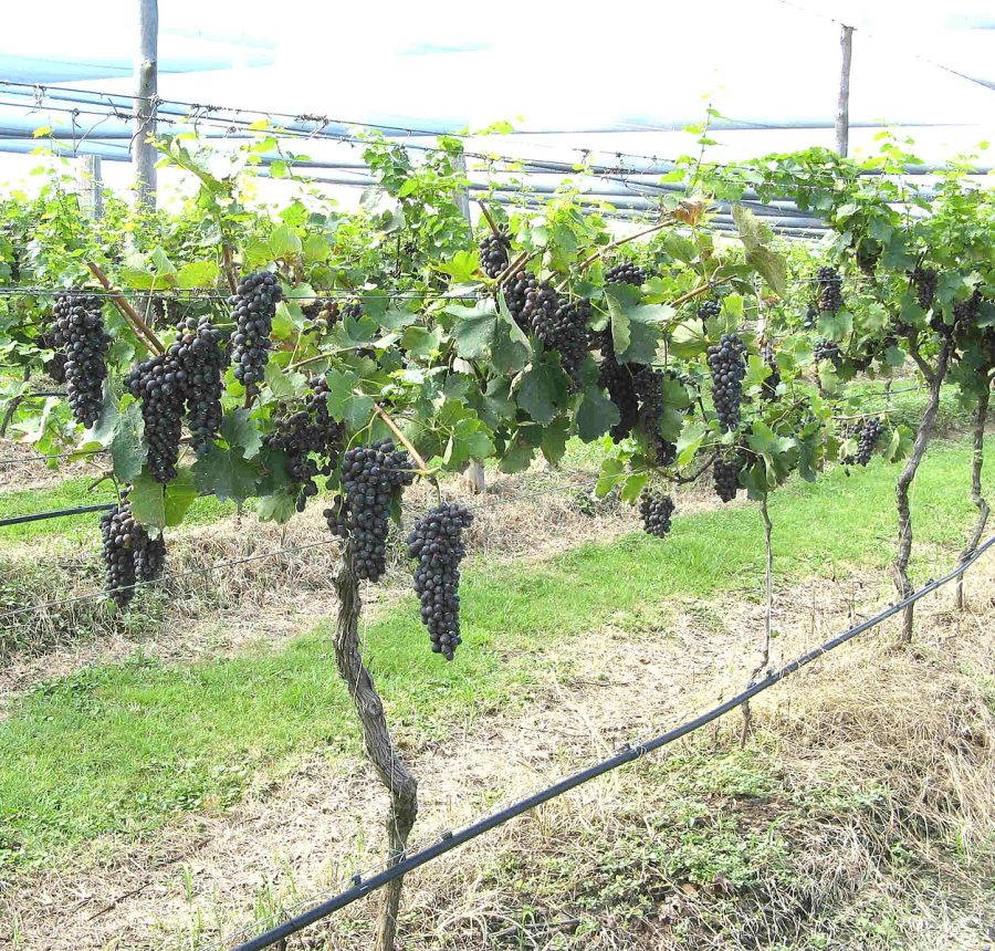 Grapes growing, Bunjurgen Estate Vineyard and Winery, 2009. (Not Rubys Vineyard.) Permission to share under license CC BY-SA 2.0