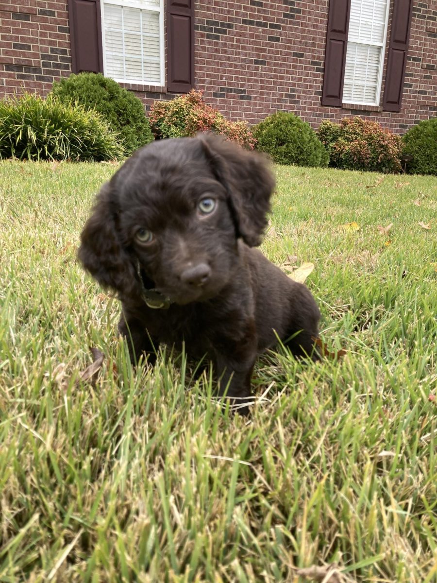 Bo, a Boykin Spaniel puppy