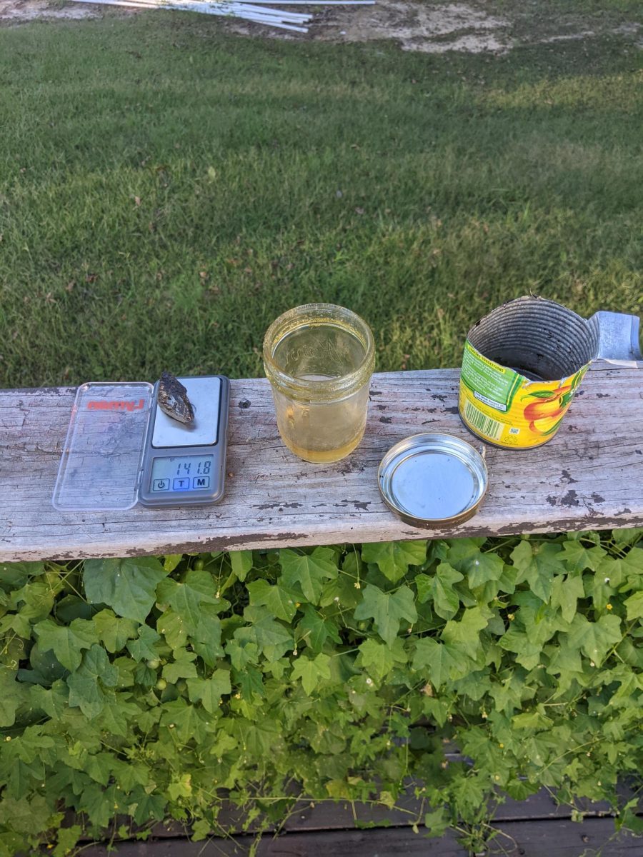 Jar is the linseed oil. The little rock on the scale is pine pitch. The jar of oil is linseed oil. The remaining can is for emulsifying. 