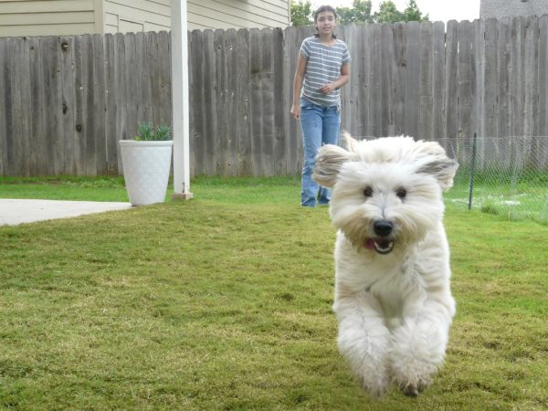 Jump with Joy