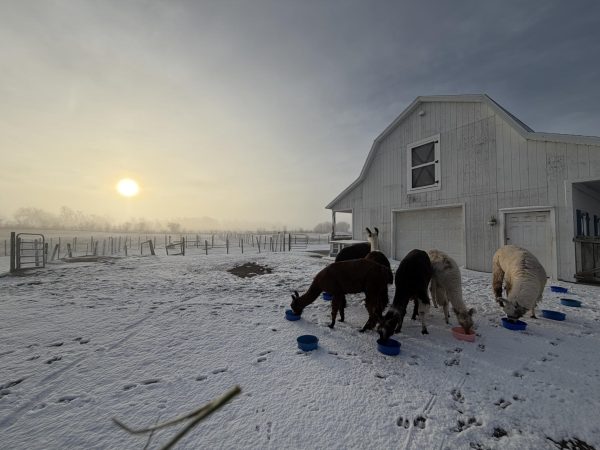 Foggy Winter Morning on the Llama Farm