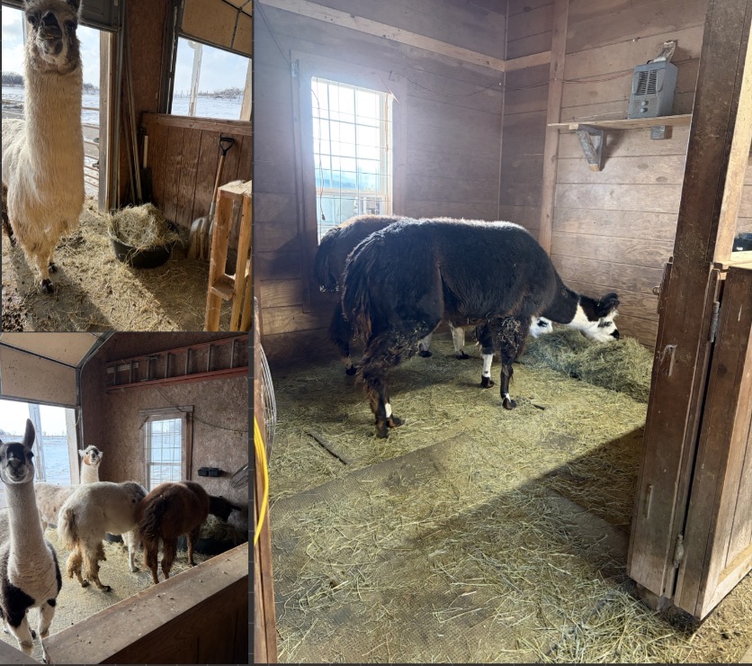 Following, I give them a bale of hay, and based on how the weather is sometimes the hay is fed inside. However, most of the time it is fed outside on the backside of the barn, and even then they are mainly out of the weather conditions. 