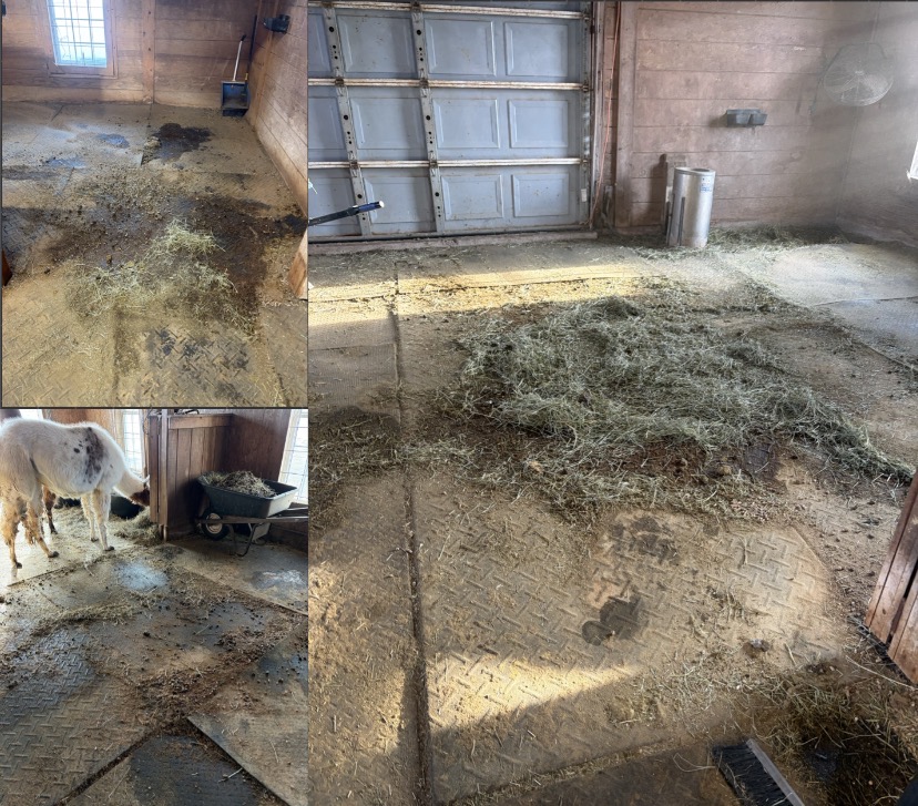 After, I will sweep all extra debris into piles where they normally poop and pee. hot