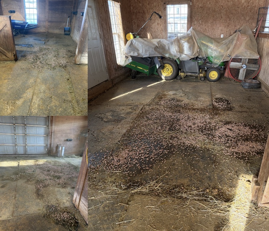 I spread a pelletized bedding on those areas, and around them.