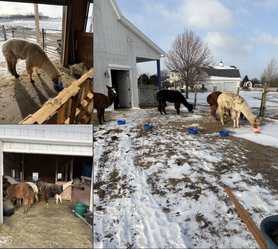 Then, I will lay out their feed bowls that consist of a mixture of different grains. 