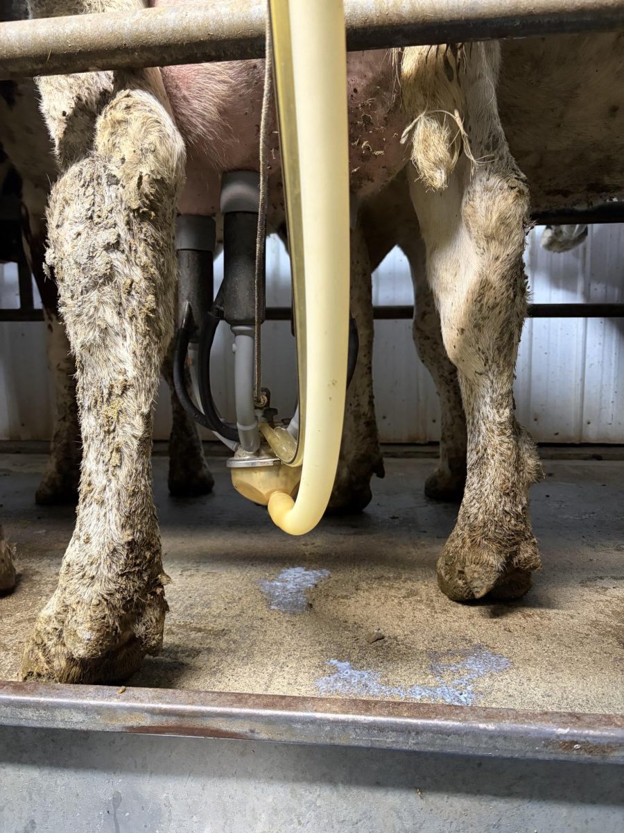 Finally, you put the milker on the cow’s teats.