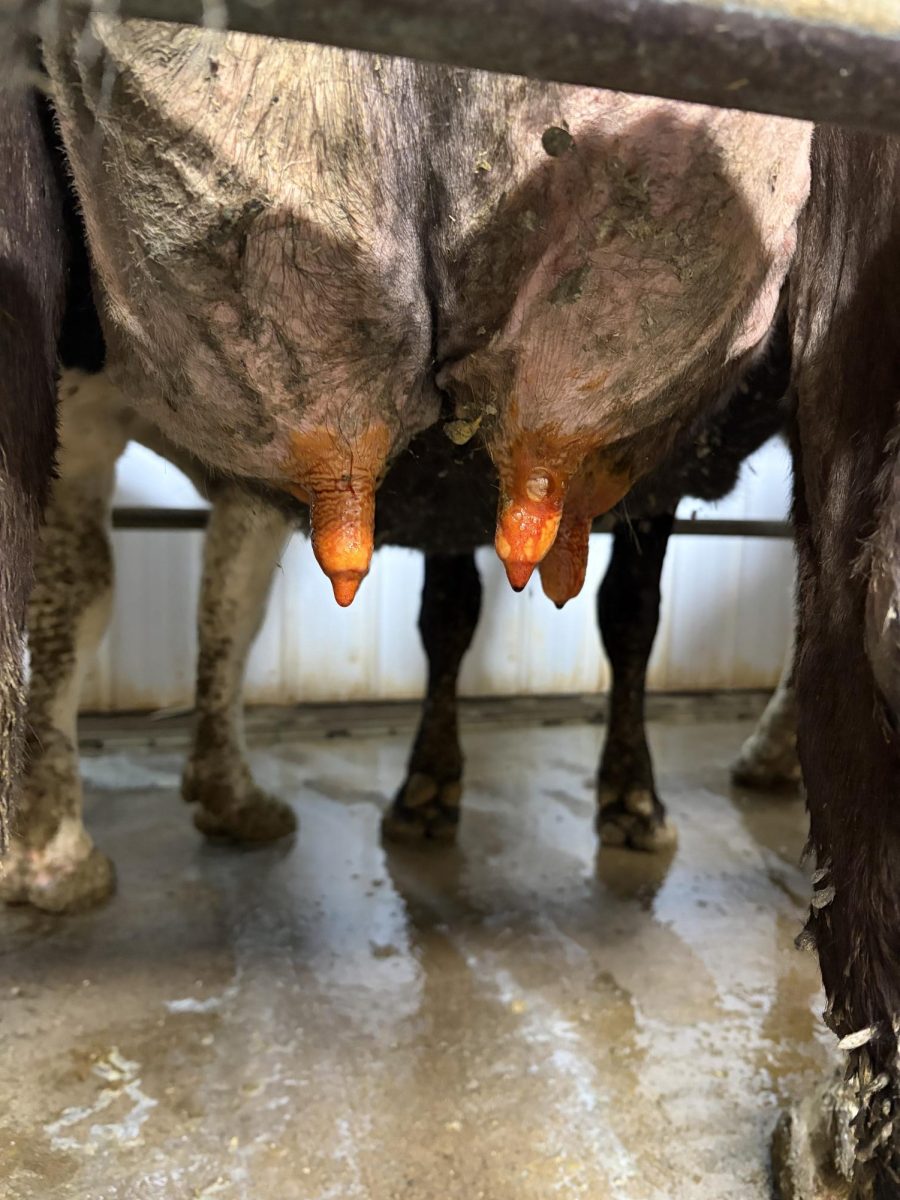 Lastly, you will post-dip the cow’s teats. This dip helps reduce any risk of mastitis by killing any of the bacteria that exists on the teat after milking.