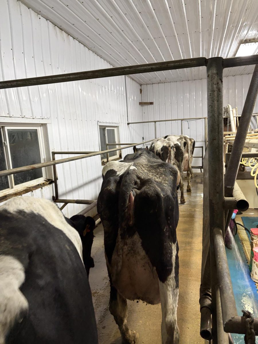 The next group of cows are let in, and they go through the same process.
