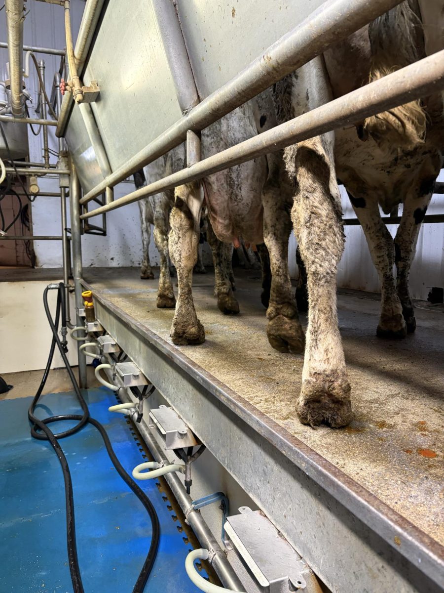 Then, the group of cows are let out.