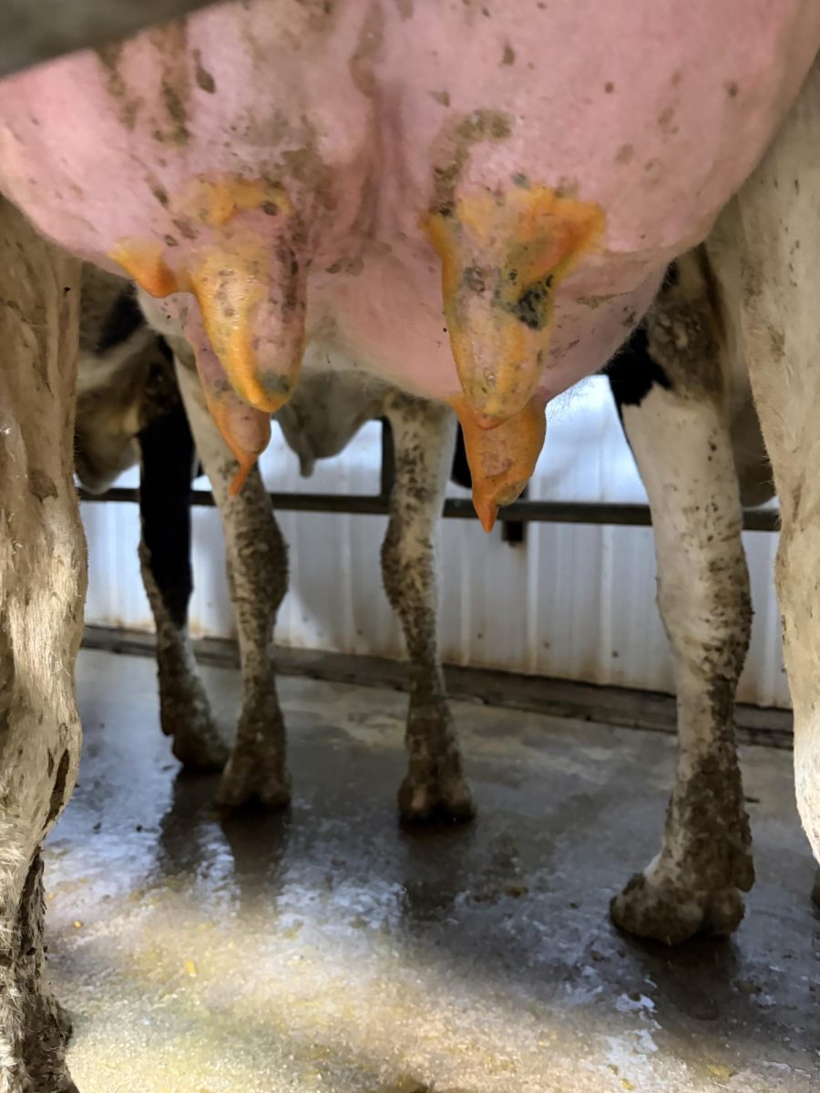 Now on to the actual milking process. The first thing you do is pre-dip the cow’s teats. This helps clean the teats, and improve the milk quality. 