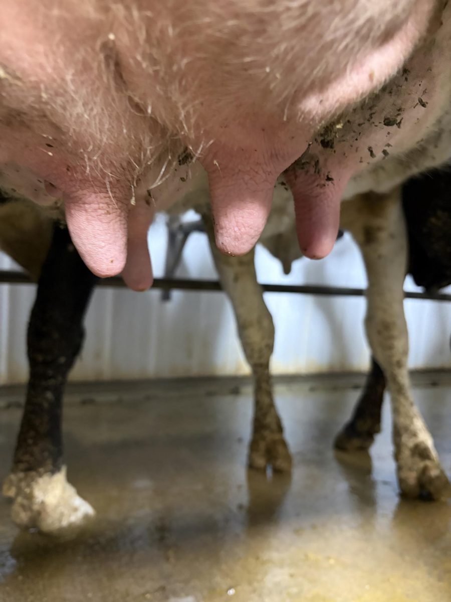 Then, you will use a paper towel to wipe the teats. Sometimes if the teats are really dirty you get a wet paper towel, and wipe them with a dry paper towel. 