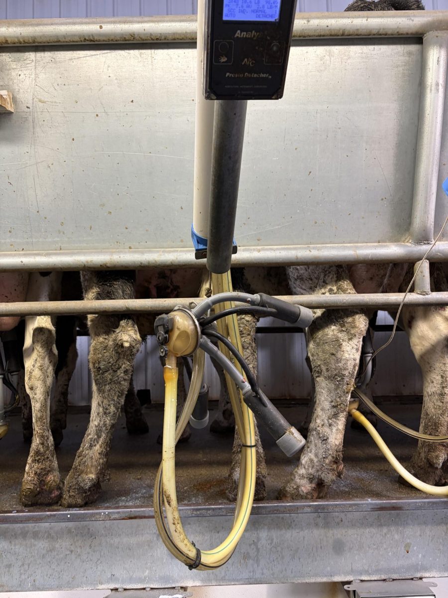 When she is done milking the milker will automatically pop off. 