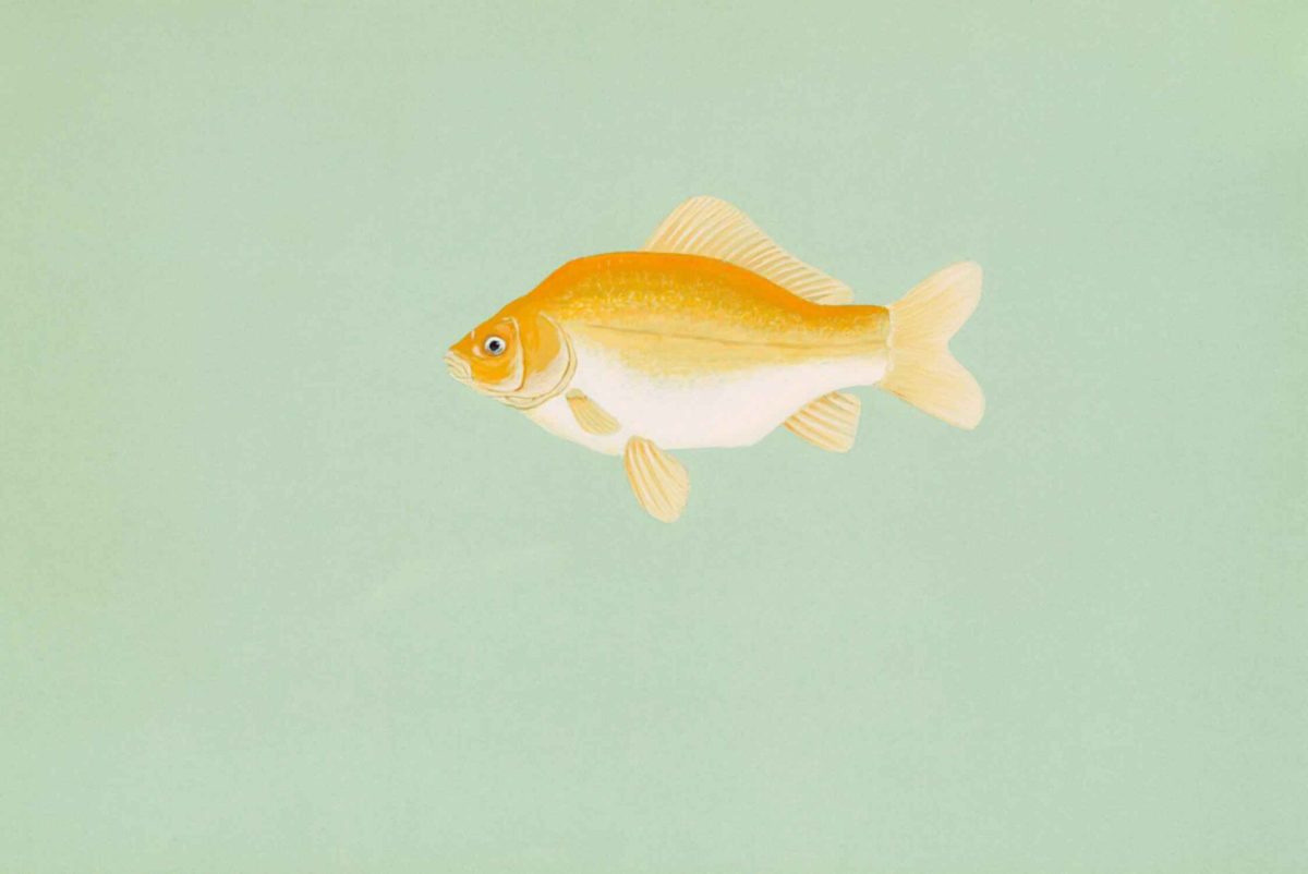 Public Domain Image of a goldfish