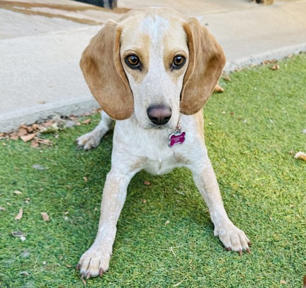 5 Best Dog Breeds for Families 