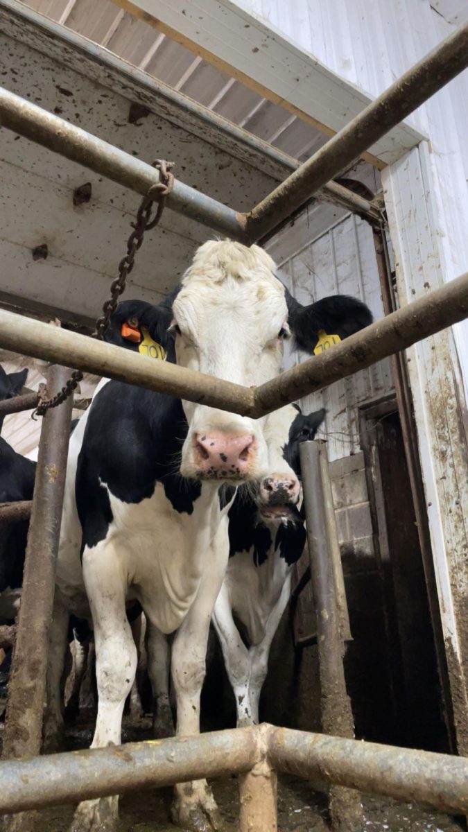 A.I. - Artificial Insemination in Cows