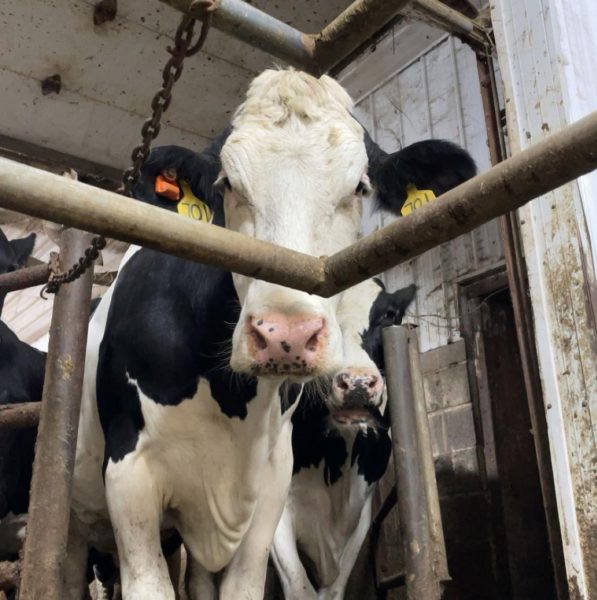 A.I. - Artificial Insemination in Cows