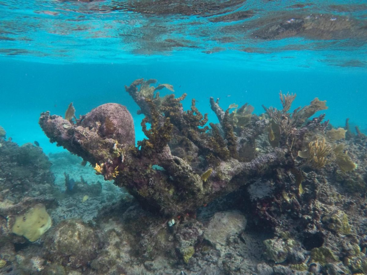 Coral reef in St. Croix USVI taken by Delaney Richards
